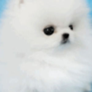 Meet your Posher, Alba